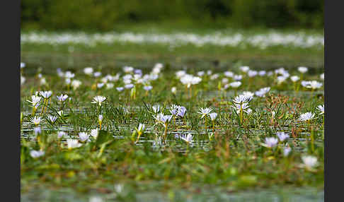 Blauer Lotus (Nymphaea caerulea)