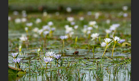 Blauer Lotus (Nymphaea caerulea)