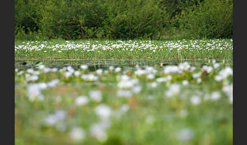 Blauer Lotus (Nymphaea caerulea)