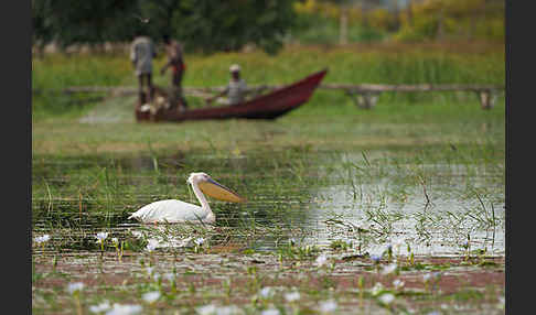 Rosapelikan (Pelecanus onocrotalus)