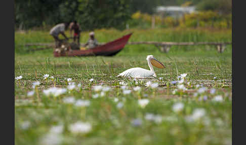 Rosapelikan (Pelecanus onocrotalus)