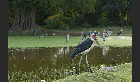 Marabu (Leptoptilos crumiferus)