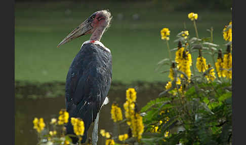 Marabu (Leptoptilos crumiferus)