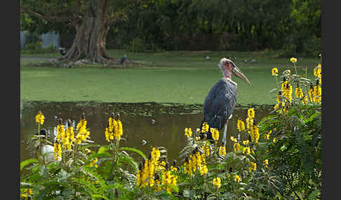 Marabu (Leptoptilos crumiferus)