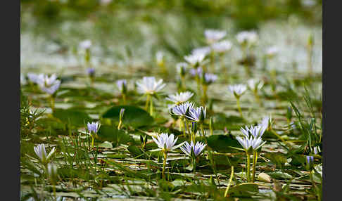 Blauer Lotus (Nymphaea caerulea)