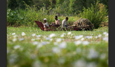 Aethiopien (Ethiopia)