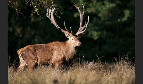 Rotwild (Cervus elaphus)