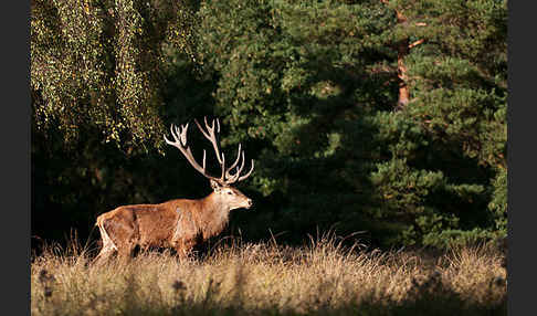 Rotwild (Cervus elaphus)