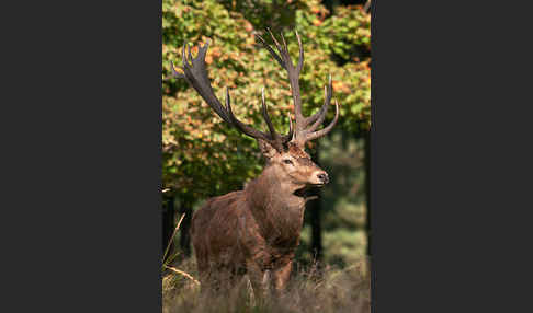 Rotwild (Cervus elaphus)