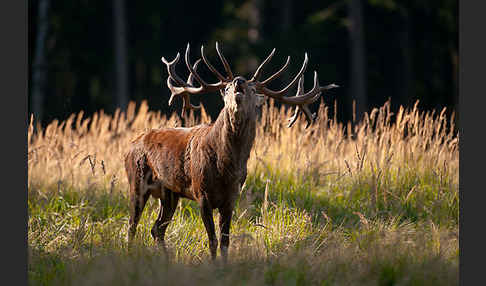 Rotwild (Cervus elaphus)