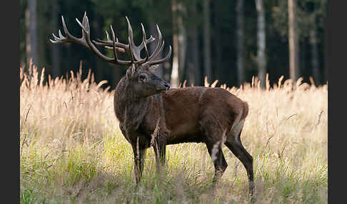 Rotwild (Cervus elaphus)