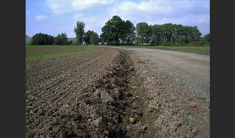 Intensive Landwirtschaft (industrial agriculture)