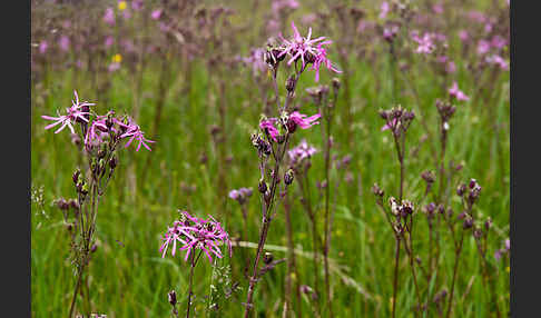 Kuckucks-Lichtnelke (Lychnis flos-cuculi)