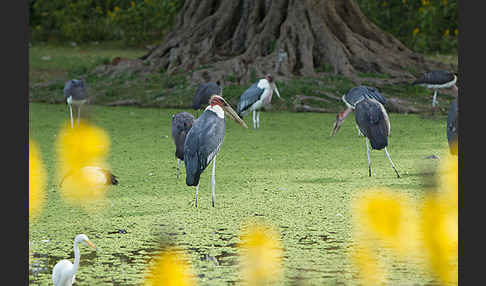 Marabu (Leptoptilos crumiferus)