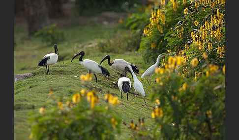 Heiliger Ibis (Threskiornis aethiopicus)