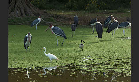 Marabu (Leptoptilos crumiferus)