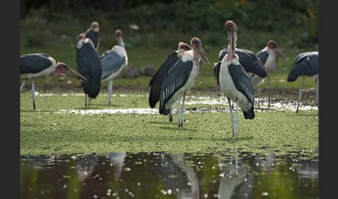 Marabu (Leptoptilos crumiferus)