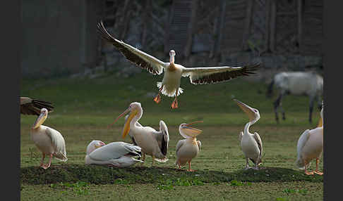 Rötelpelikan (Pelecanus rufescens)