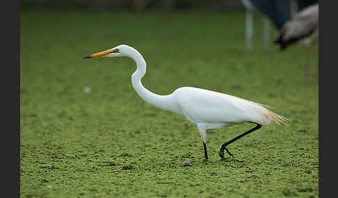 Silberreiher (Egretta alba)