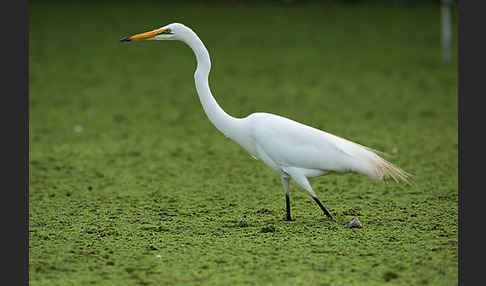 Silberreiher (Egretta alba)