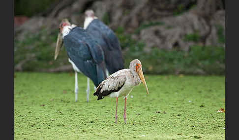 Nimmersatt (Mycteria ibis)