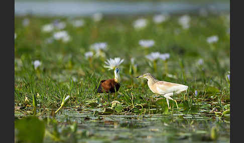 Blaustirn-Blatthühnchen (Actophilornis africanus)