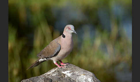 Brillentaube (Streptopelia decipiens)