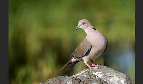 Brillentaube (Streptopelia decipiens)