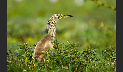 Rallenreiher (Ardeola ralloides)