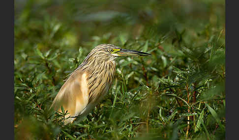 Rallenreiher (Ardeola ralloides)