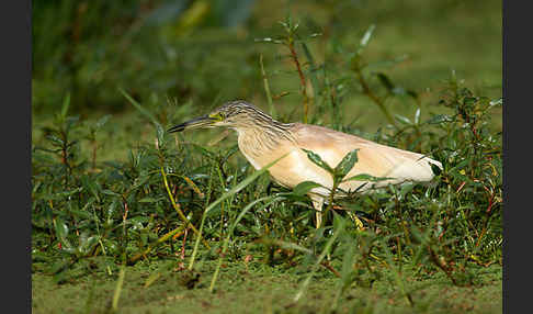 Rallenreiher (Ardeola ralloides)