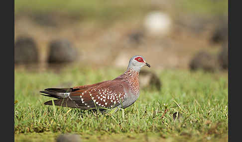 Guineataube (Columba guinea)