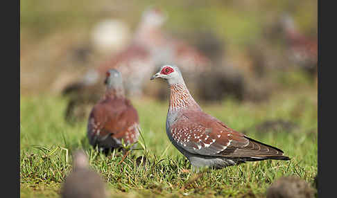 Guineataube (Columba guinea)