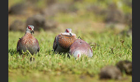 Guineataube (Columba guinea)