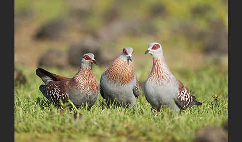 Guineataube (Columba guinea)