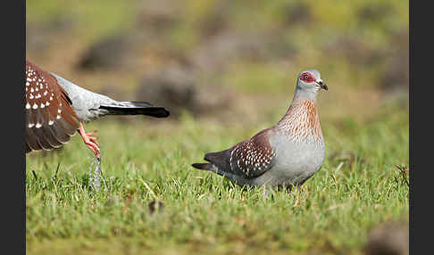 Guineataube (Columba guinea)