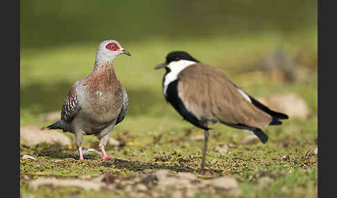 Guineataube (Columba guinea)