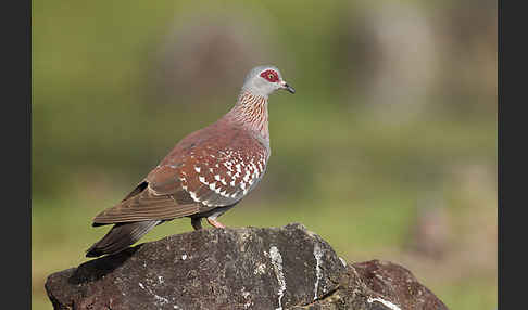 Guineataube (Columba guinea)