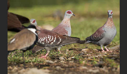 Guineataube (Columba guinea)