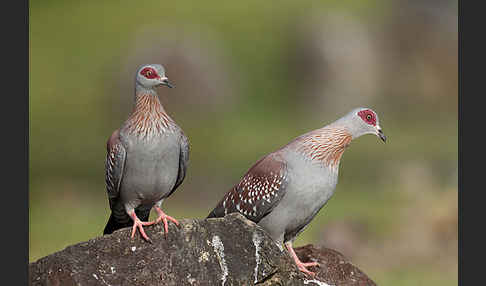 Guineataube (Columba guinea)