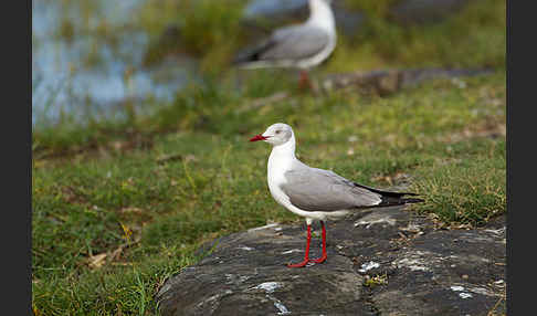 Graukopfmöwe (Chroicocephalus cirrocephalus)