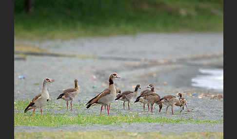 Nilgans (Alopochen aegyptiacus)