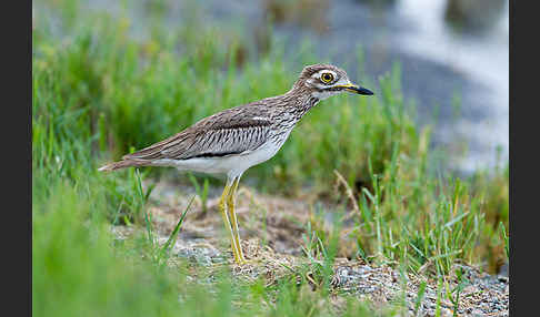 Senegaltriel (Burhinus senegalensis)