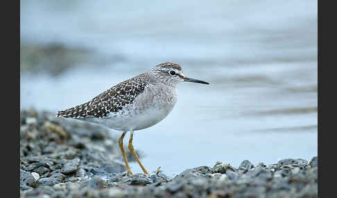 Bruchwasserläufer (Tringa glareola)