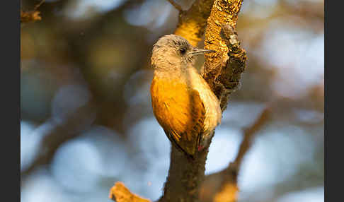 Graukopfspecht (Dendropicos spodocephalus)