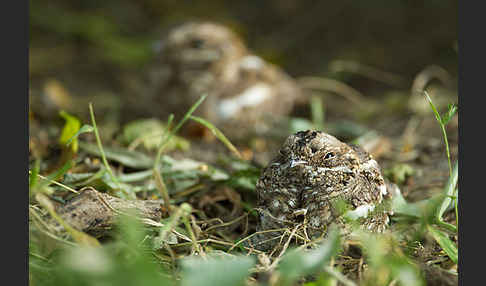 Kurzschleppen-Nachtschwalbe (Caprimulgus clarus)