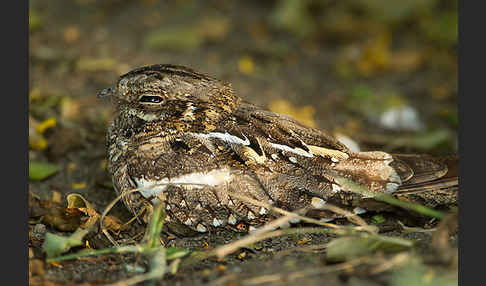 Kurzschleppen-Nachtschwalbe (Caprimulgus clarus)