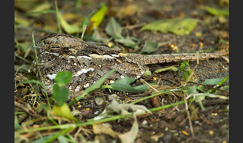 Kurzschleppen-Nachtschwalbe (Caprimulgus clarus)