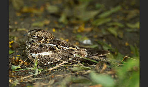 Kurzschleppen-Nachtschwalbe (Caprimulgus clarus)