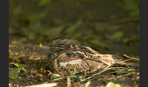 Kurzschleppen-Nachtschwalbe (Caprimulgus clarus)